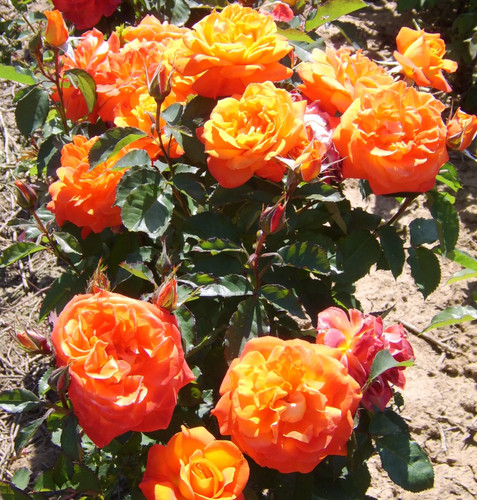 For you with - you, love