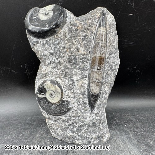 Genuine goniatite orthoceras - goniatite, &
