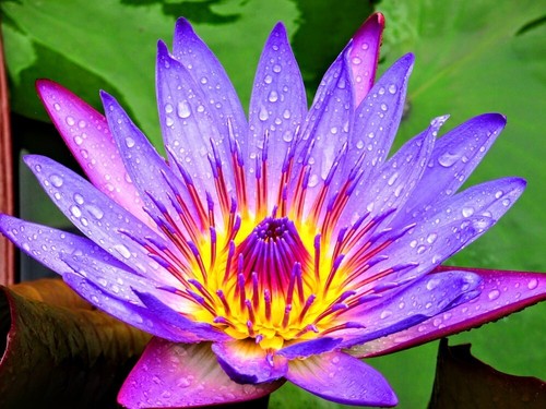 Purple paradise water - 1, lilys