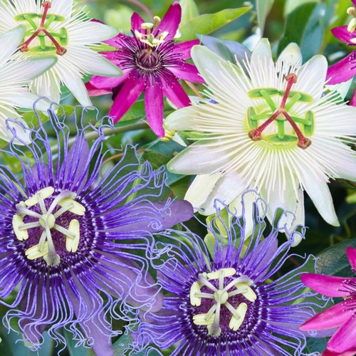 Passiflora plant mix - 3,