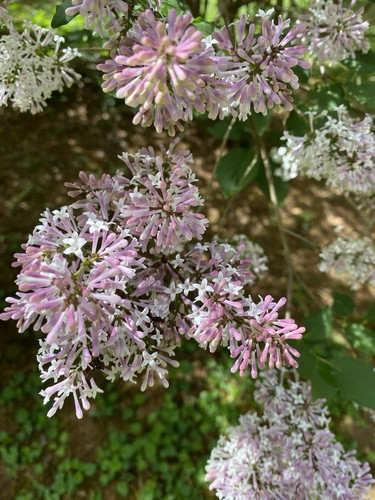 Bloomerang reblooming lilac - reblooming,