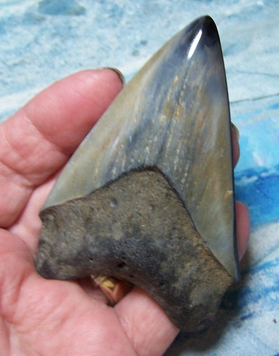 Megalodon shark tooth - shark,