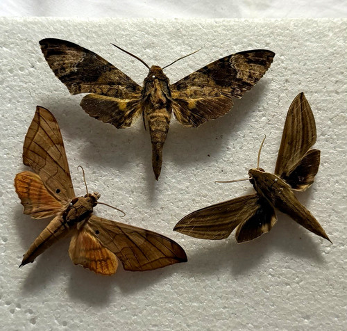 Entomology hawk moth bundle - a1,