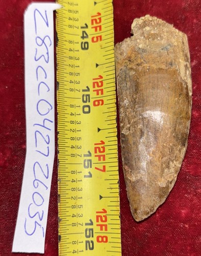Rare carcharodontosaurus - rare,