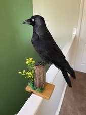 Taxidermy CORVID This Is Not A