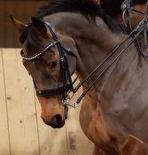 Wolds Exclusive Bling Double Bridle