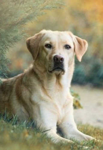 Golden labrador cross - labrador,