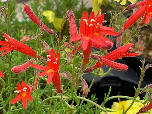 Penstemon pinifolius rare - penstemon, pinifolius,