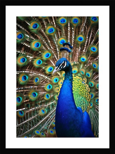 Pristine peacock print framed - peacock,