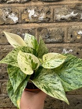 Epipremnum Snow queen pothos