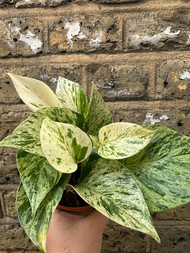 Epipremnum snow queen pothos - epipremnum,