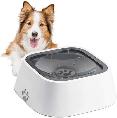 Spill dog water - water, pet