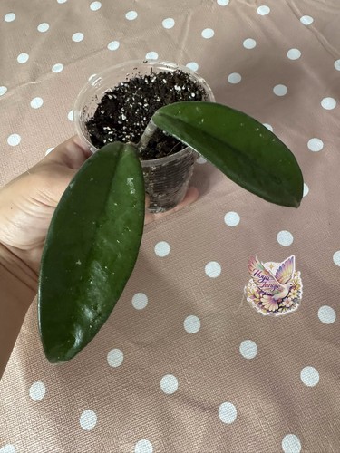 Hoya carnosa potted - carnosa, rooted