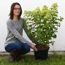 Hydrangea 'Limelight' - 1x 12