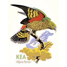 PAINTING ILLUSTRATION KEA