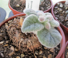 SINNINGIA BULLATA - beautiful