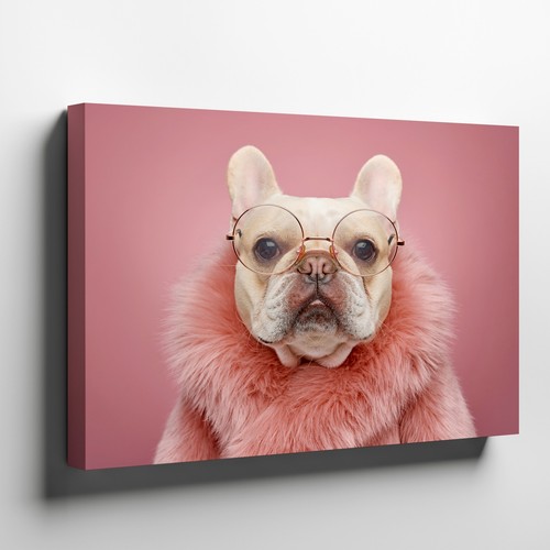 Adorable french bulldog - adorable,