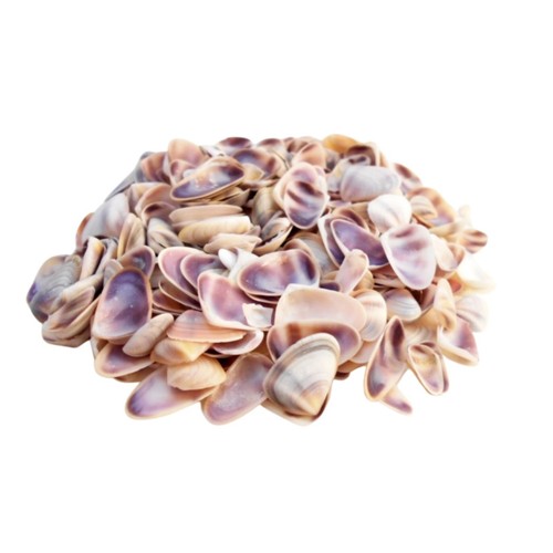 Natural beach shells seashells - shells,