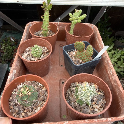 Cacti collection x6width - , 6