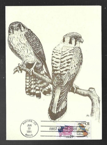 American kestrel bird - bird,