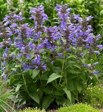 Nepeta 'Neptune' - 9cm pot -