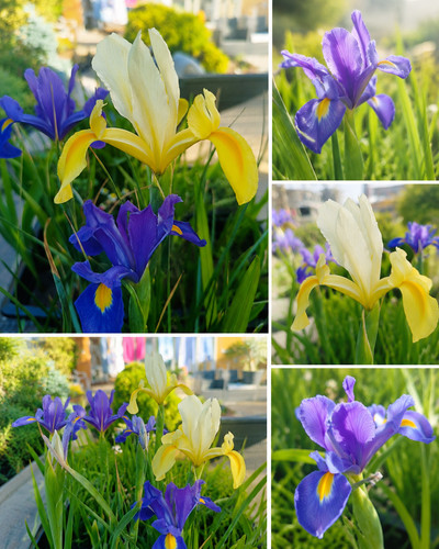 100 iris mix colour late - 100,