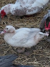 (6) Muscovy Duck Hatching Eggs