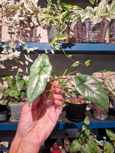 Alocasia dragons - alocasia, 🐉dragons