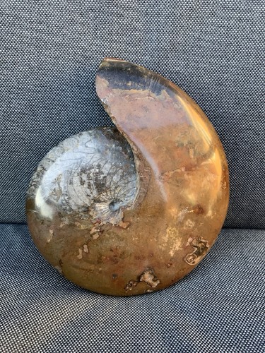 Polished goniatite from - goniatite,