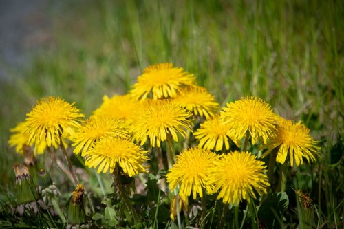 Dandelion wildflower seeds - dandelion,