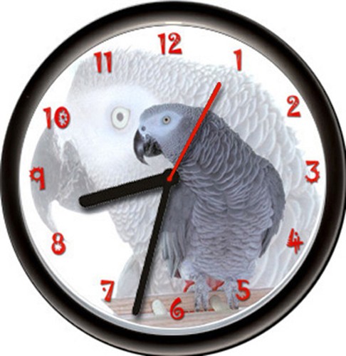 African grey gray pet parrot - gray,