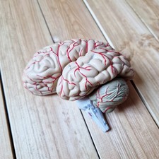 Vintage brain ? ~ anatomical medical model, used for education in a university