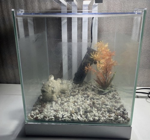 Ciano shrimp small fish - ciano,