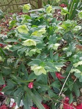4 Hellebore Plants   From My
