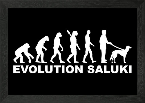 Saluki framed wall art - saluki,