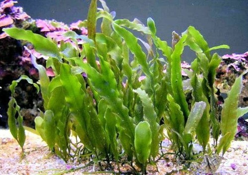 Marine aquarium plant - marine,