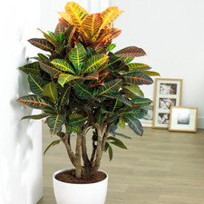 Codiaeum Petra Plant - Vibrant