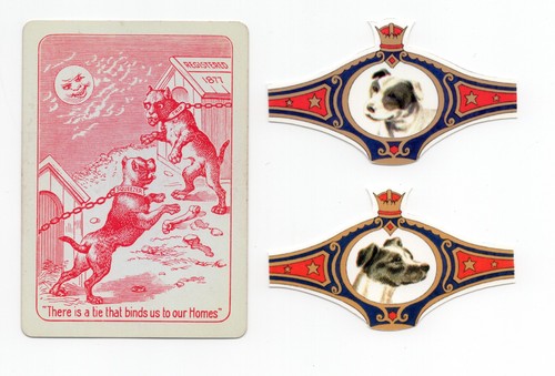 Staffordshire bull terrier dog - bull,
