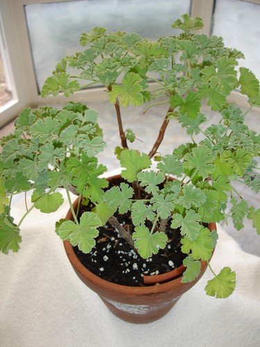 Pelargonium fragrans scented - fragrans,,