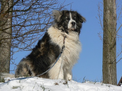 Caucasian shepherd dog snow - caucasian,