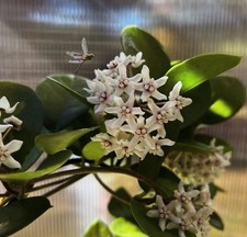 Hoya Australis Actively