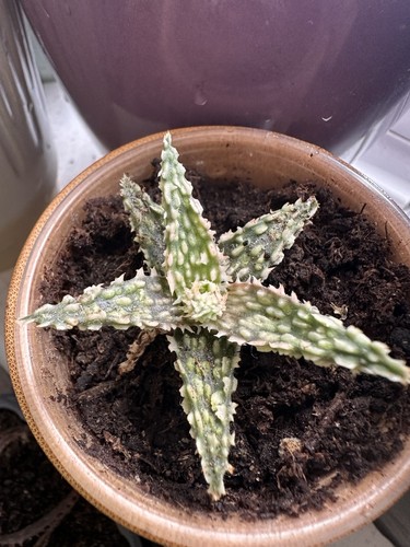 Aloe hybrid plant - aloe,
