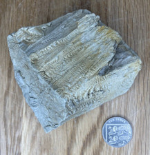 Fossil Specimen, Fossilised