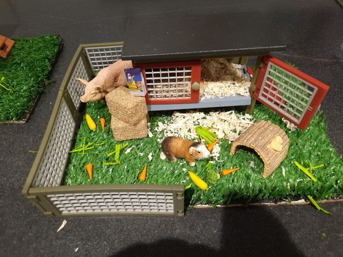 Schliech guinea pig - schliech, with