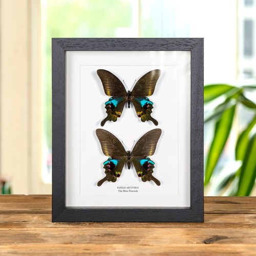 The blue peacock butterfly - the,