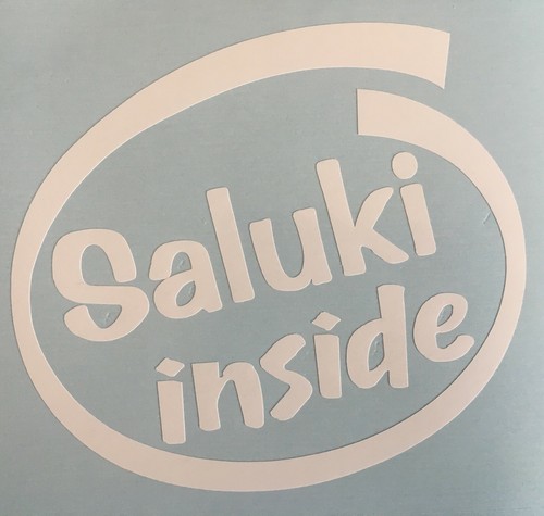 Saluki inside dog - inside,