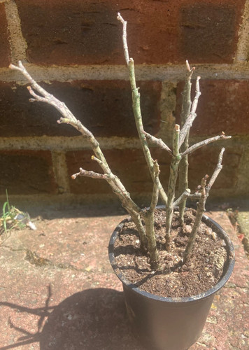 Euphorbia platyclada dead - euphorbia, (dead