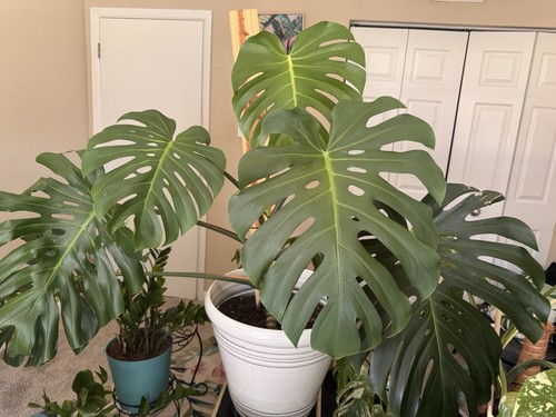 Monstera deliciosa swiss - monstera,