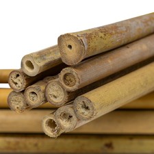 2ft-6ft Garden Bamboo Canes