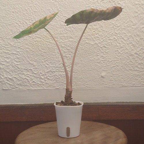 Alocasia pink dragon - alocasia,
